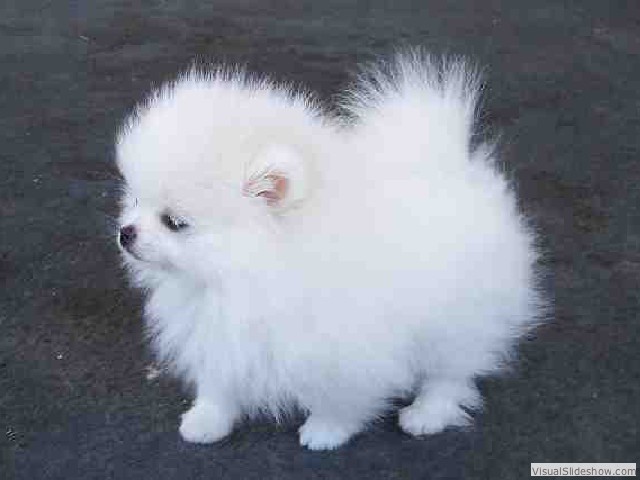 Teacup-Pomeranian-Puppies-For-Sale-1